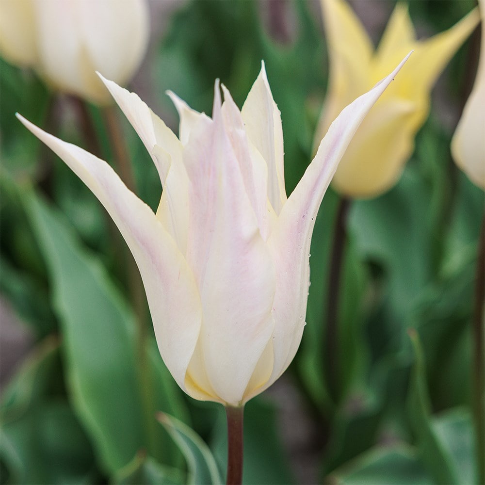 <i>Tulipa</i> 'Johan Cruijff'