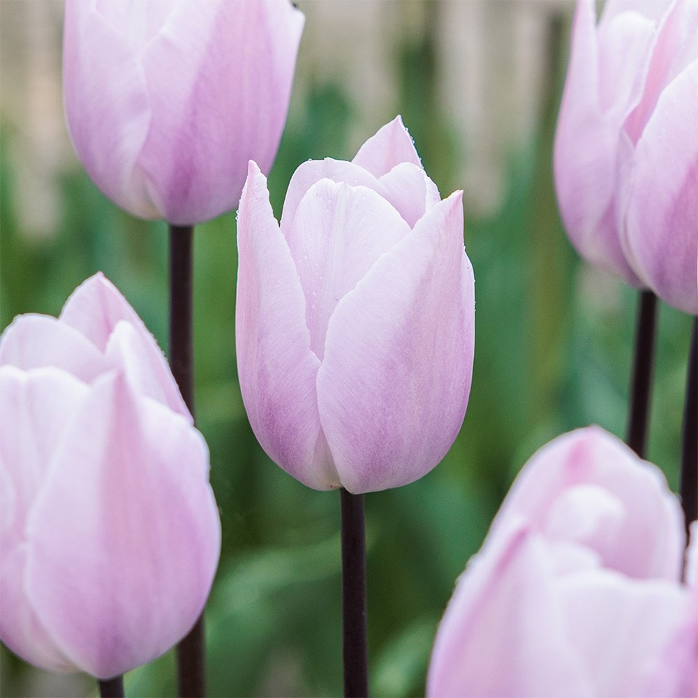 Product options image