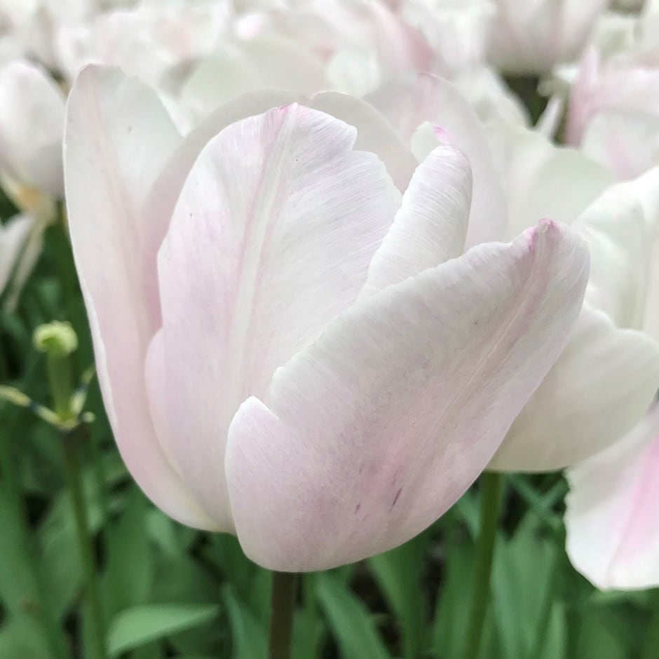 <i>Tulipa</i> 'Silver Cloud'