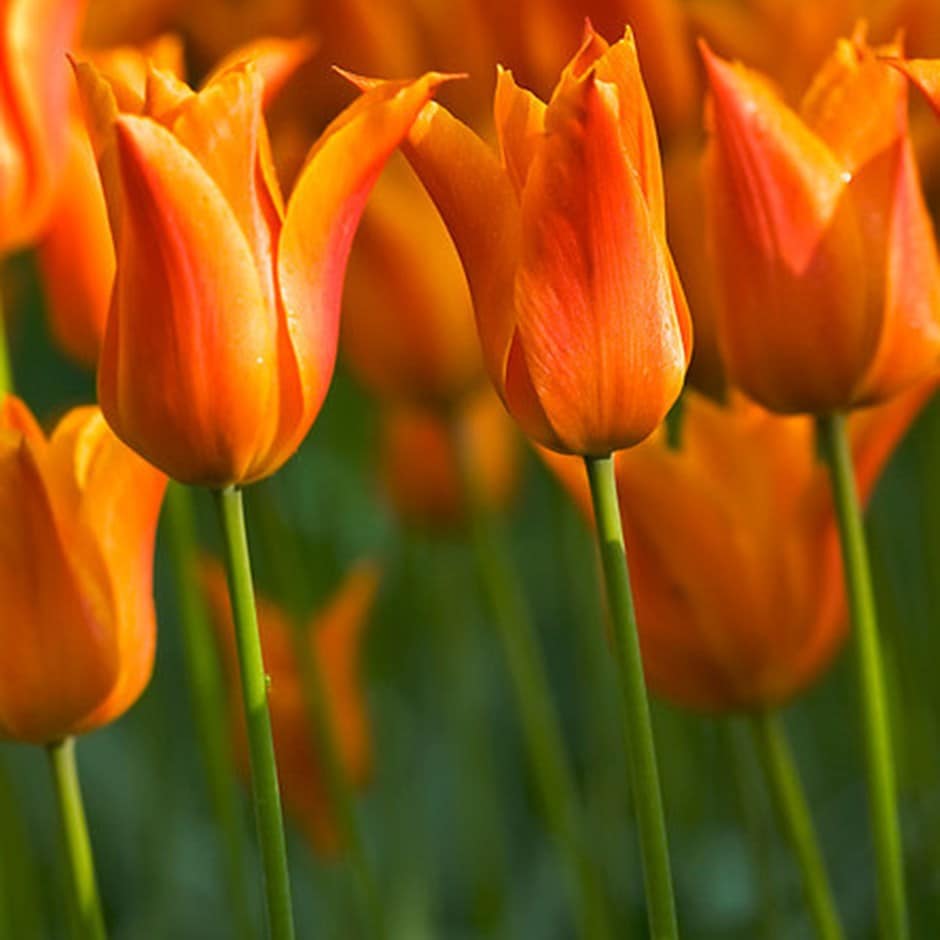 <i>Tulipa</i> 'Greetje Smit'