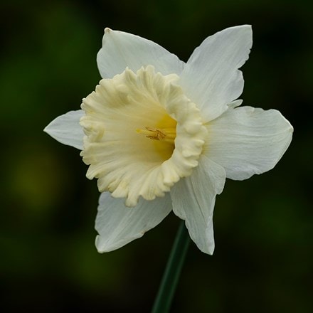 Narcissus Pastoral
