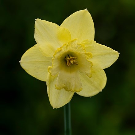 Narcissus Passionale