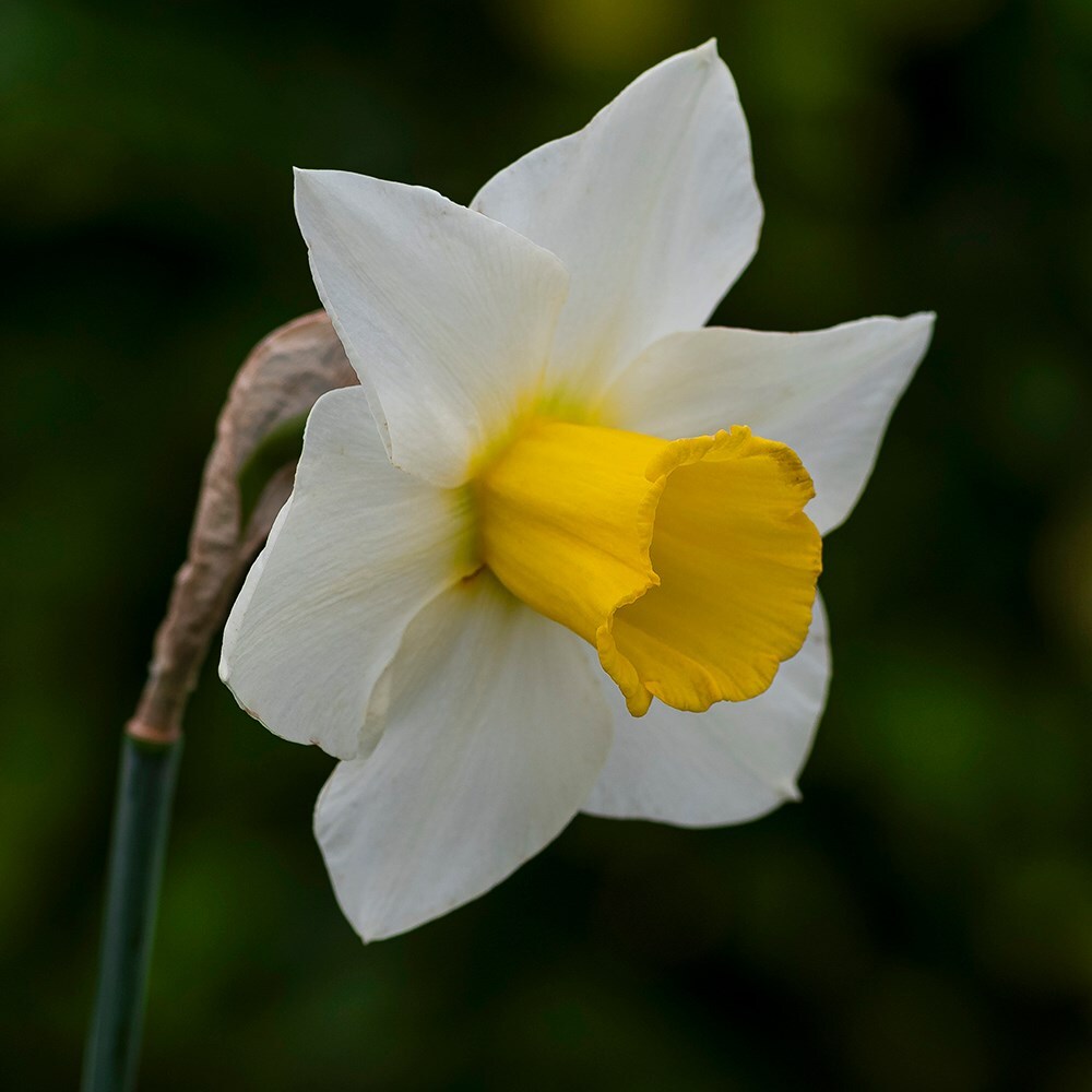 Buy Large Cupped Daffodil Bulbs Narcissus 'Anniversary Gift': Delivery ...