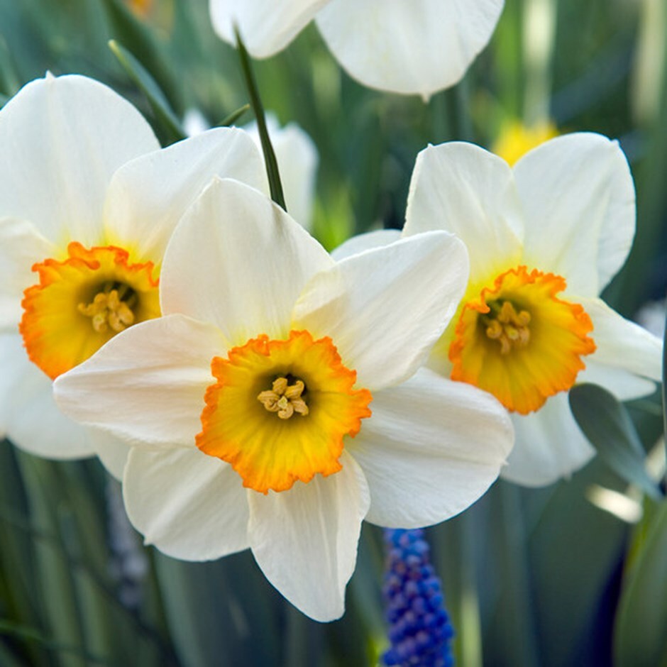 <i>Narcissus</i> 'Flower Record'