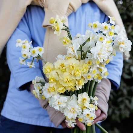John's scented daffodil collection
