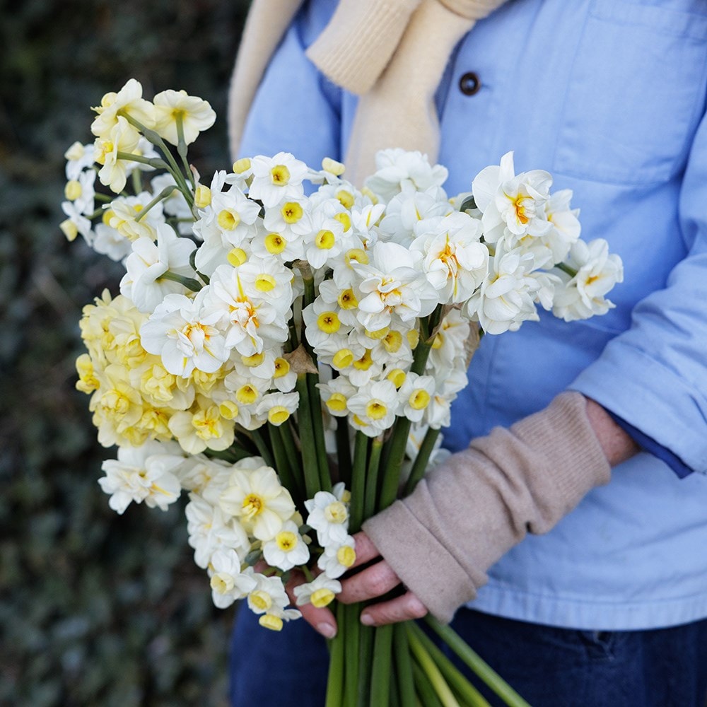Scented daffodil collection