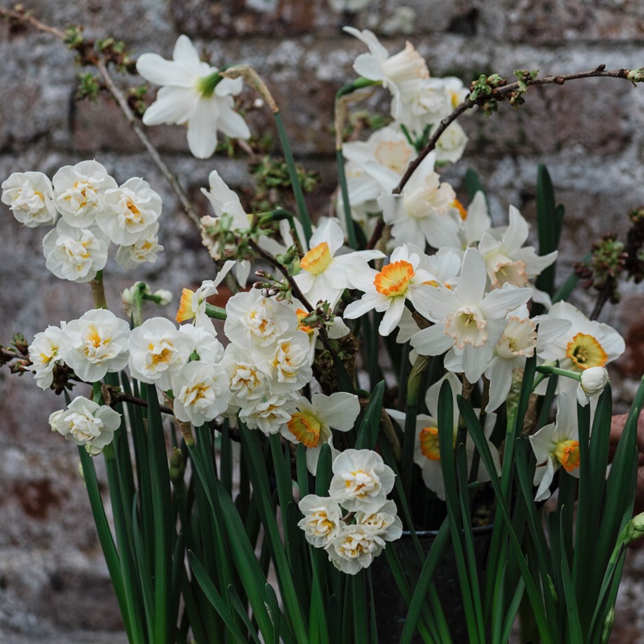 <i>Narcissus 9</i> 'daffodil collection'