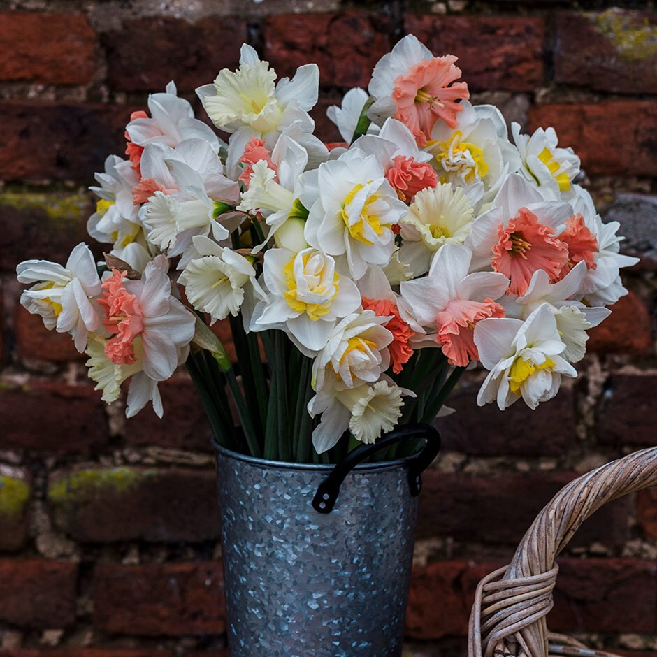 <i>Narcissus 7</i> 'daffodil collection'