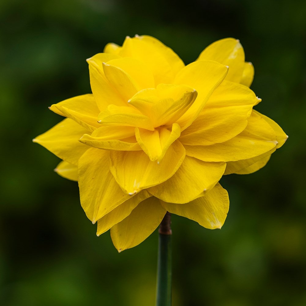 Product options image