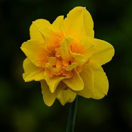 Narcissus Apotheose