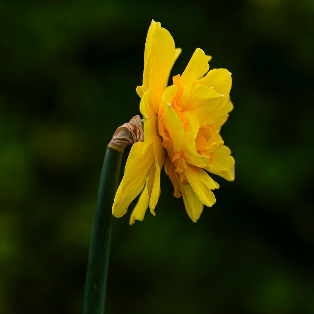 <i>Narcissus</i> 'Apotheose'