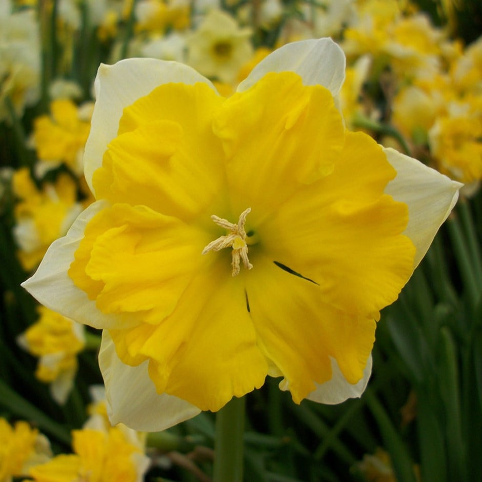 <i>Narcissus</i> 'Chanterelle'