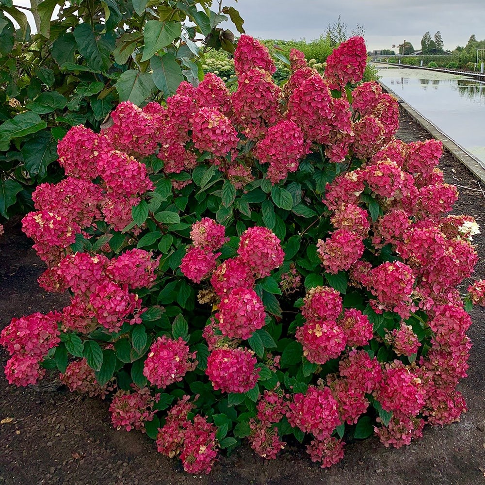<i>Hydrangea paniculata</i> <b class=small-caps>Fire Light</b> ('Abetwo') (PBR)