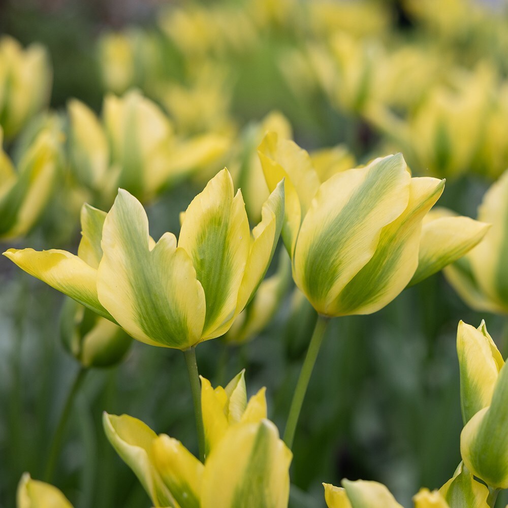 <i>Tulipa</i> 'Formosa'