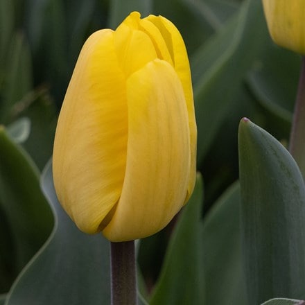 Tulipa Bright Yellow Triumph