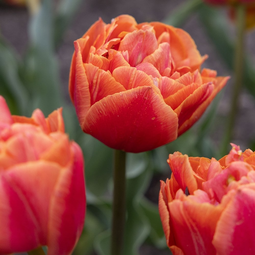<i>Tulipa</i> 'Formule One'