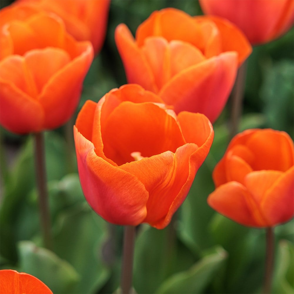 Product options image