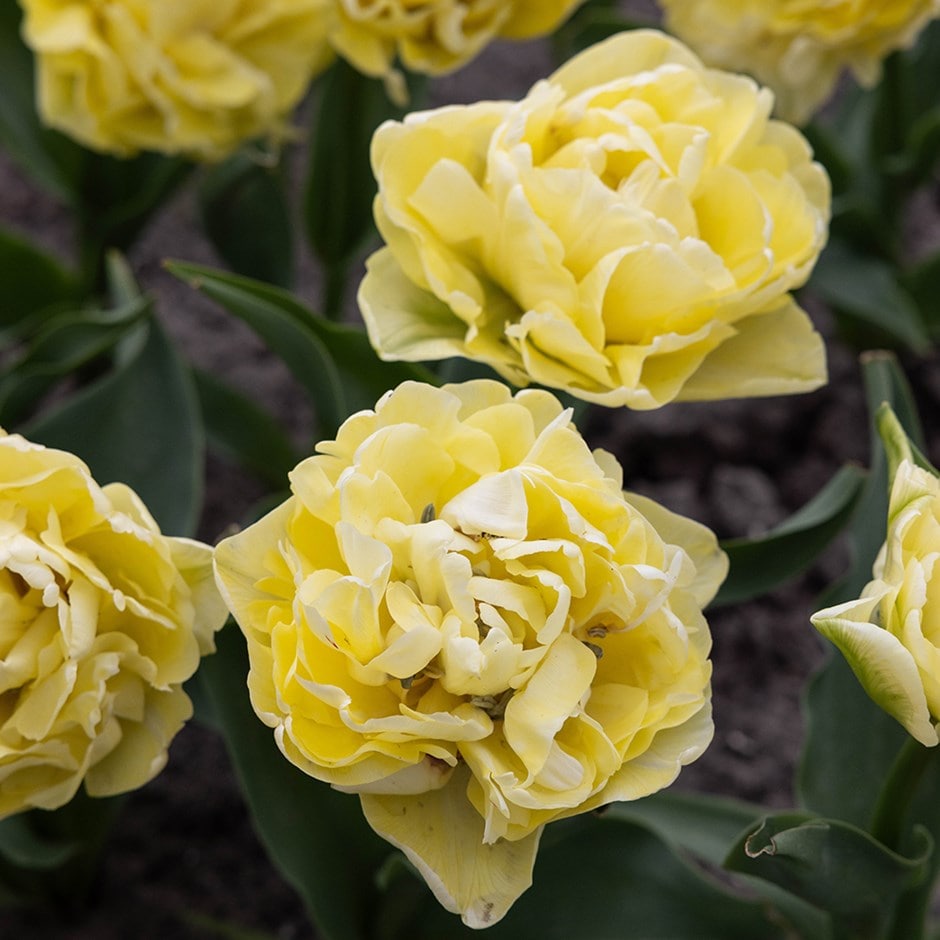 <i>Tulipa</i> 'Avant Garde' (PBR)