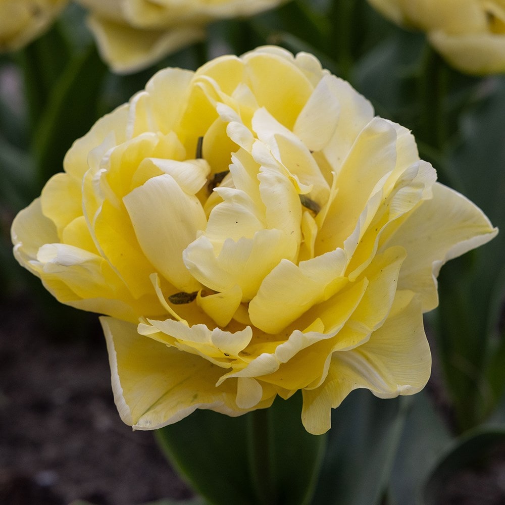 <i>Tulipa</i> 'Avant Garde' (PBR)