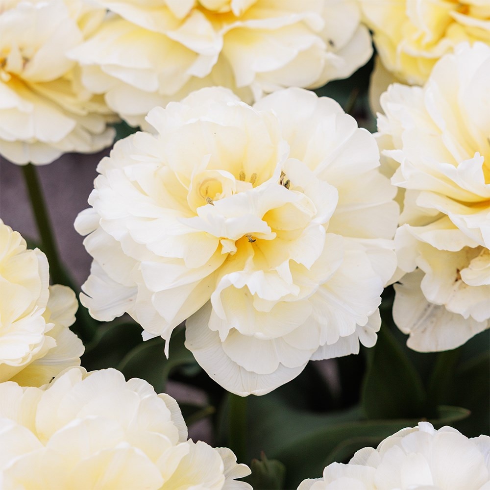 <i>Tulipa</i> 'Avant Garde' (PBR)