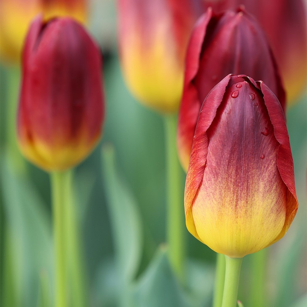 <i>Tulipa</i> 'Amber Glow'