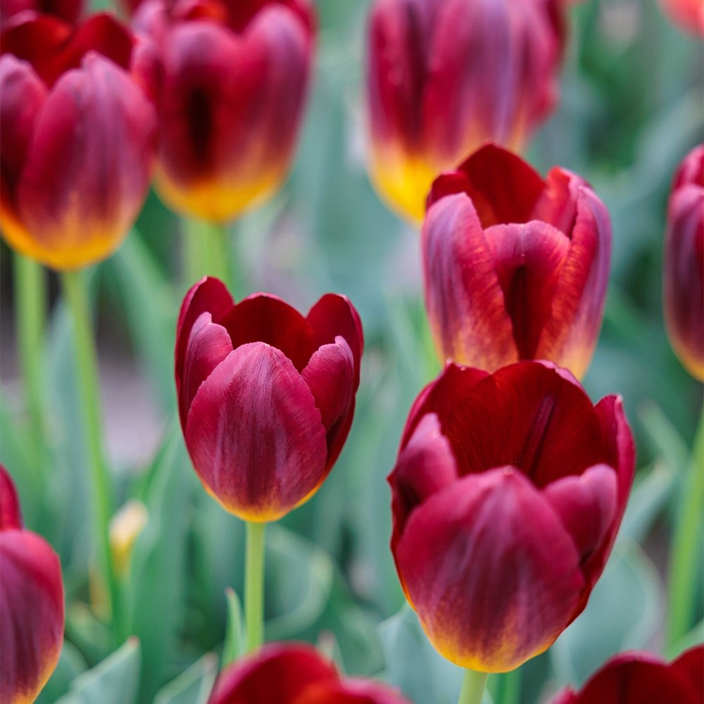 <i>Tulipa</i> 'Amber Glow'