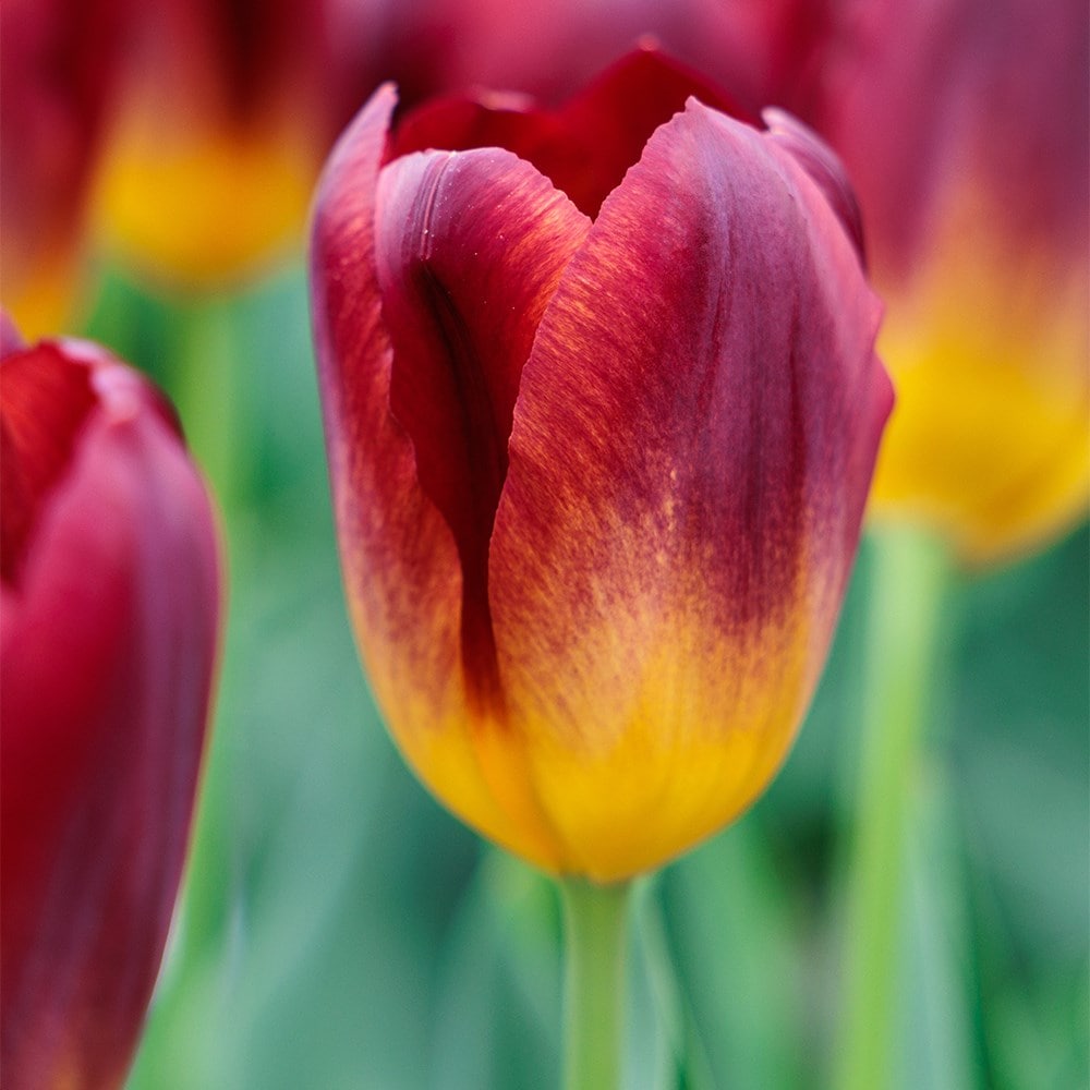 <i>Tulipa</i> 'Amber Glow'