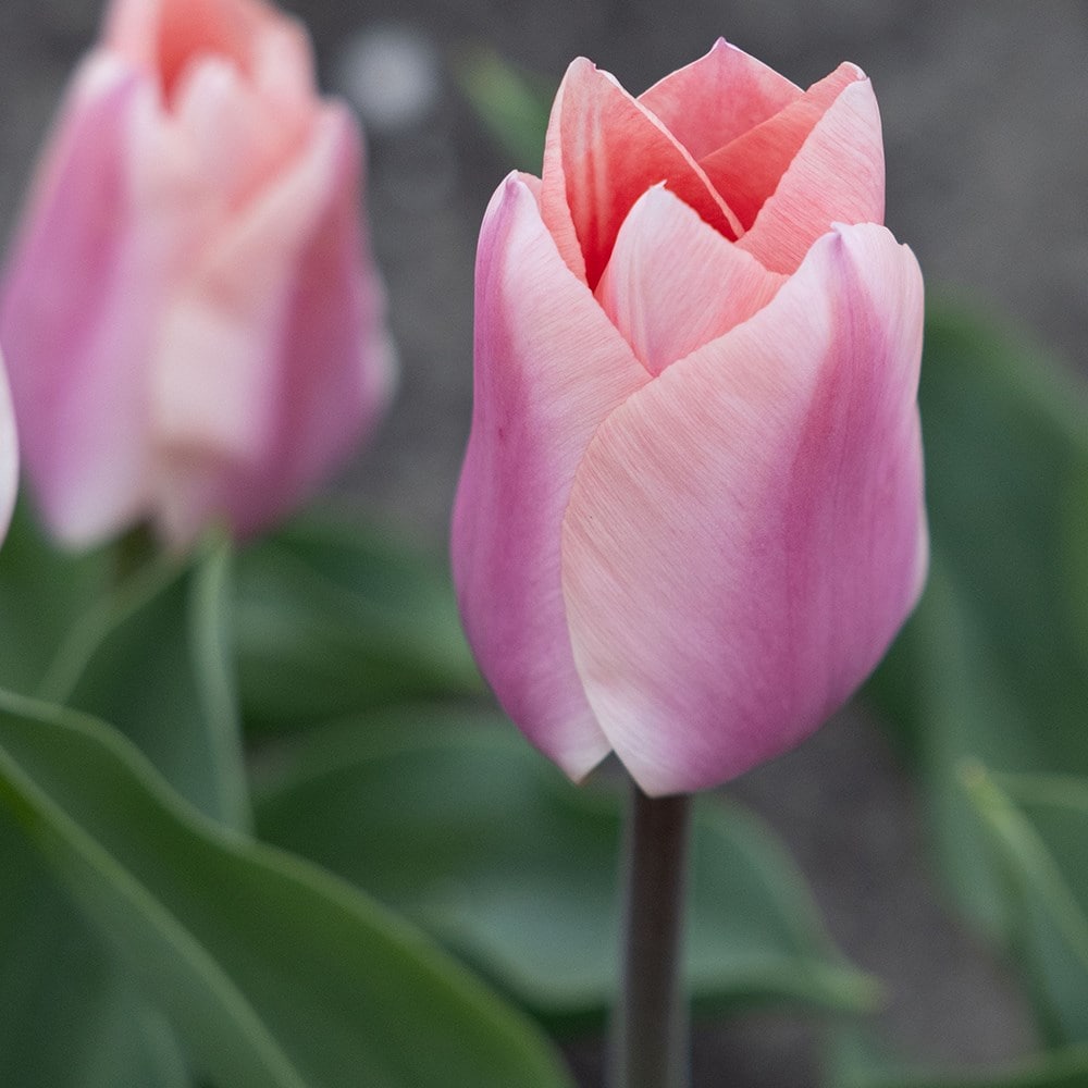 Product options image