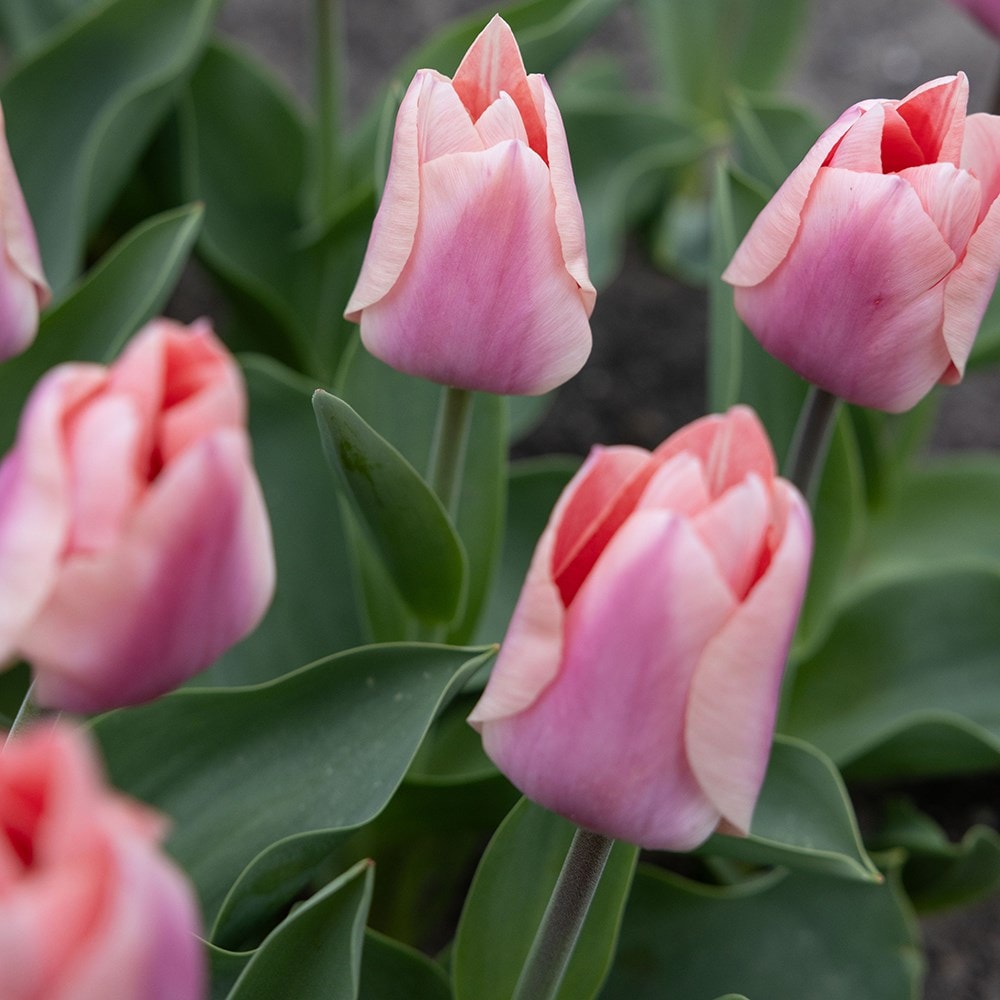 <i>Tulipa</i> 'Apricona'