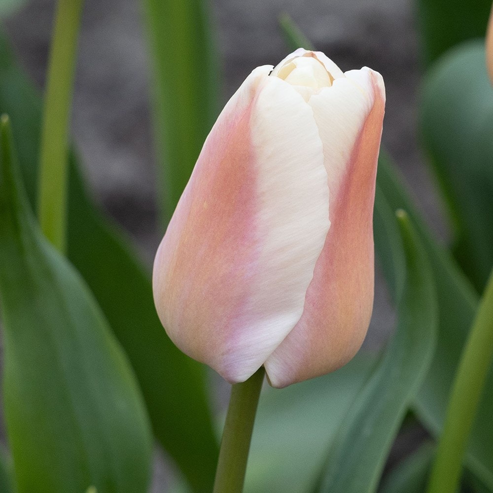 <i>Tulipa</i> 'Apricot Pride'