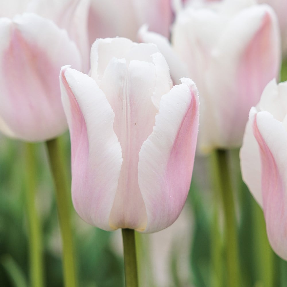 <i>Tulipa</i> 'Apricot Pride'