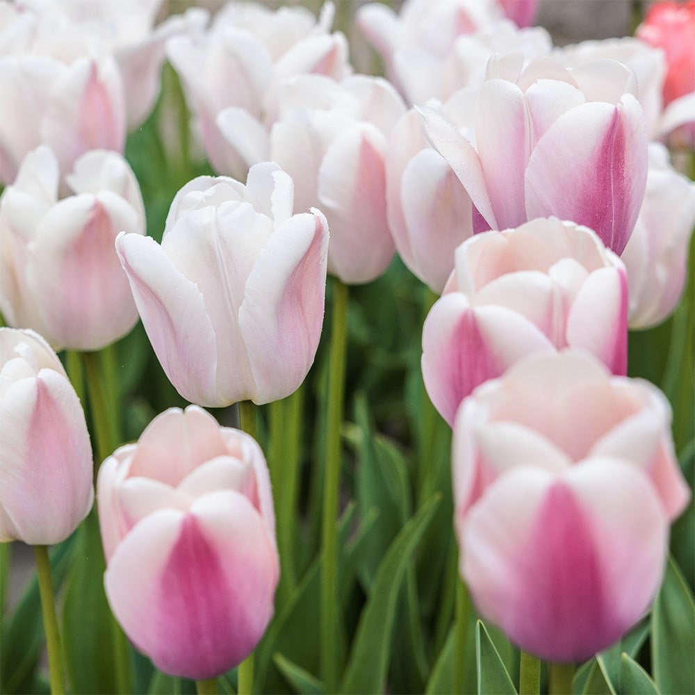 <i>Tulipa</i> 'Apricot Pride'