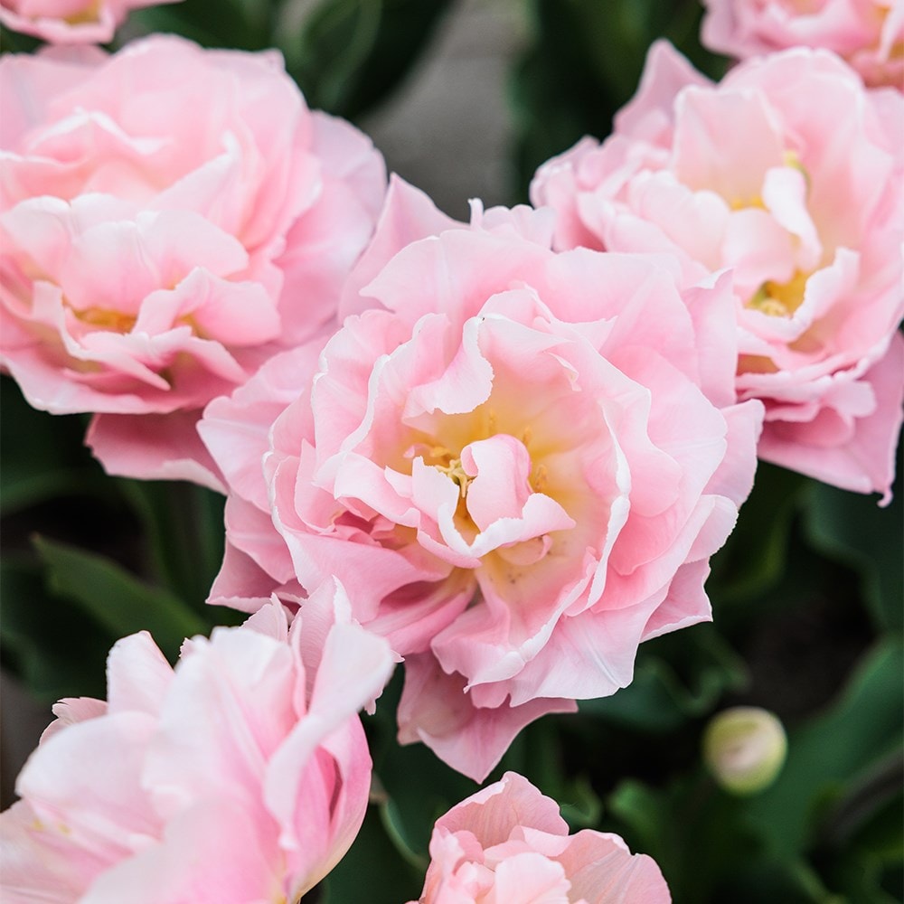 <i>Tulipa</i> 'Dreamer' (PBR)