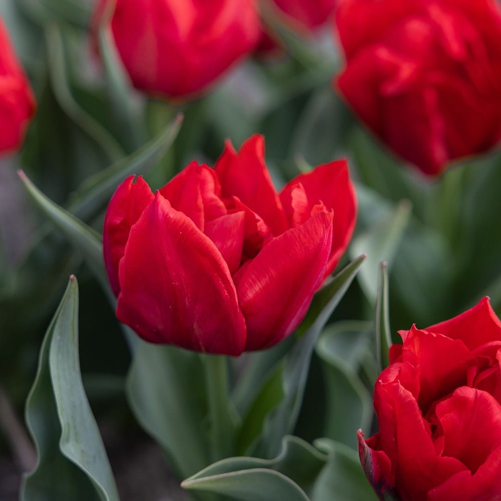 double early tulip bulbs