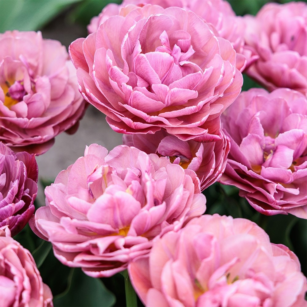 <i>Tulipa</i> 'Beachberry'