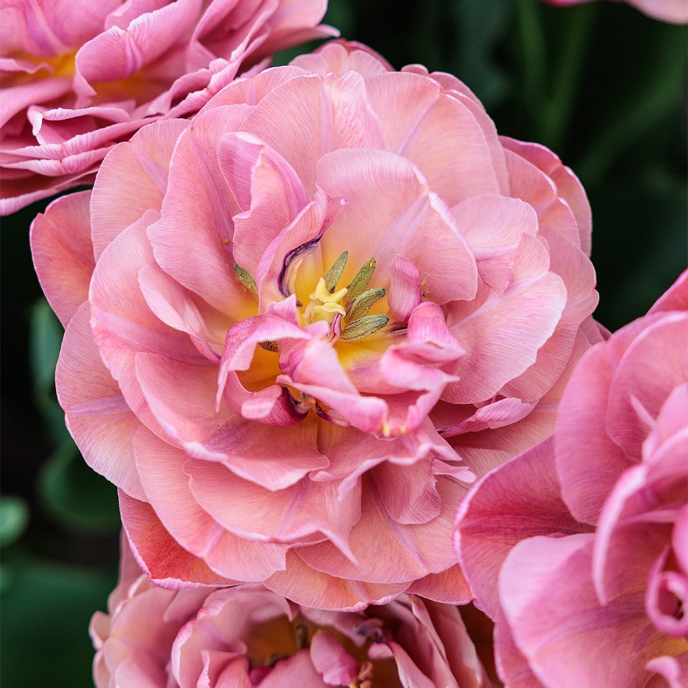 <i>Tulipa</i> 'Beachberry'