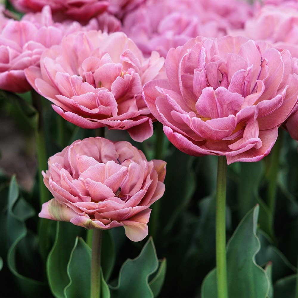 <i>Tulipa</i> 'Beachberry'