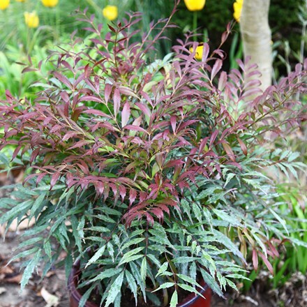 Mahonia eurybracteata subsp. ganpinensis Meteor ('Hillmah') (PBR)