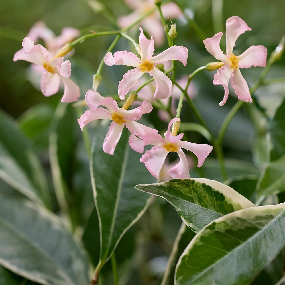 <i>Trachelospermum asiaticum</i> <b class=small-caps>Star of Milano ®</b> ('Trsuz01')