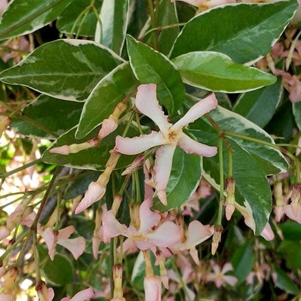 Trachelospermum asiaticum Star of Milano ('Trsuz01') (PBR)