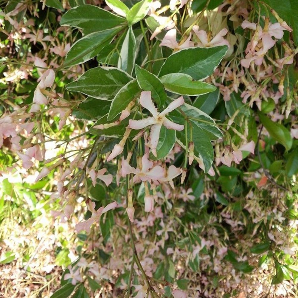<i>Trachelospermum asiaticum</i> <b class=small-caps>Star of Milano</b> ('Trsuz01') (PBR)