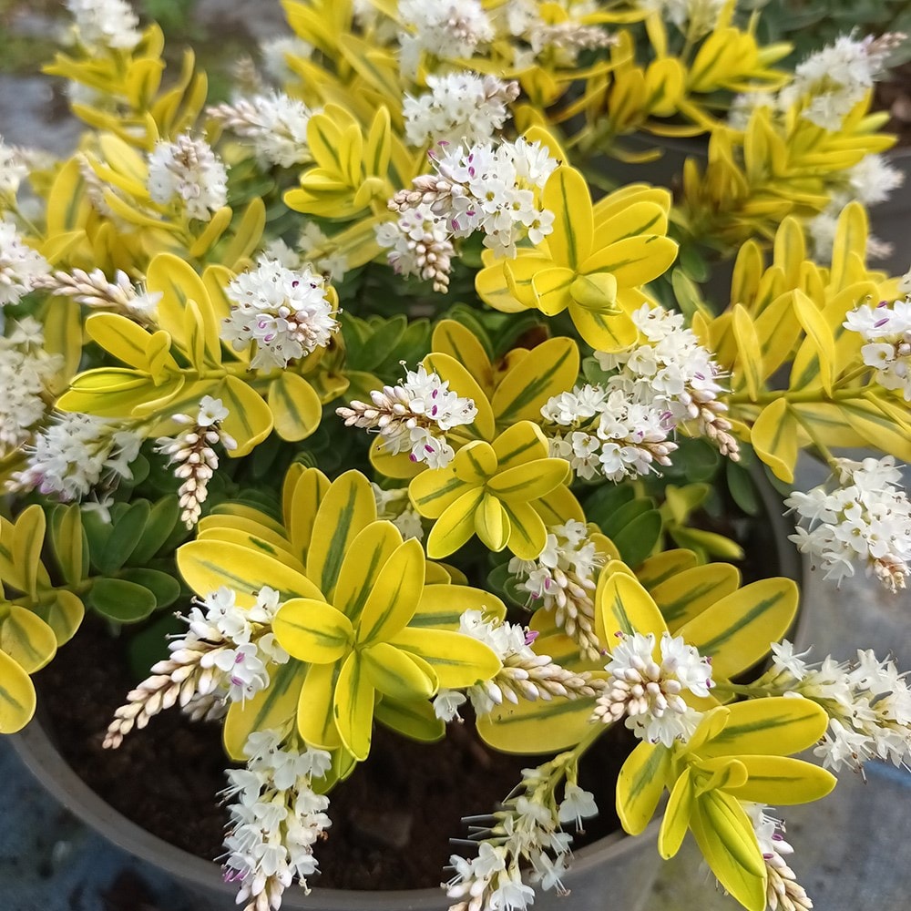 <i>Veronica</i> <b class=small-caps>Verdi Crème</b> ('Humdime') (PBR)