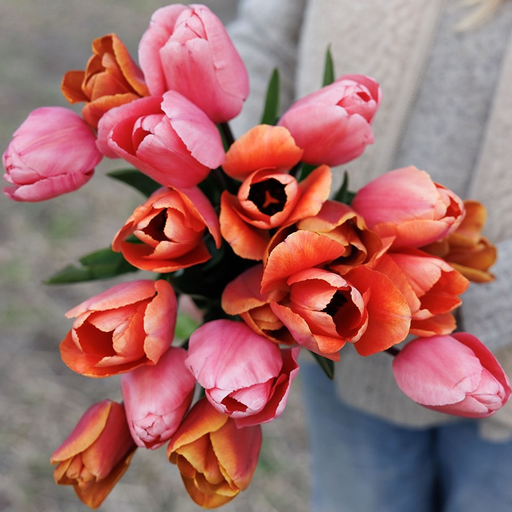 Tequila sunrise tulip collection