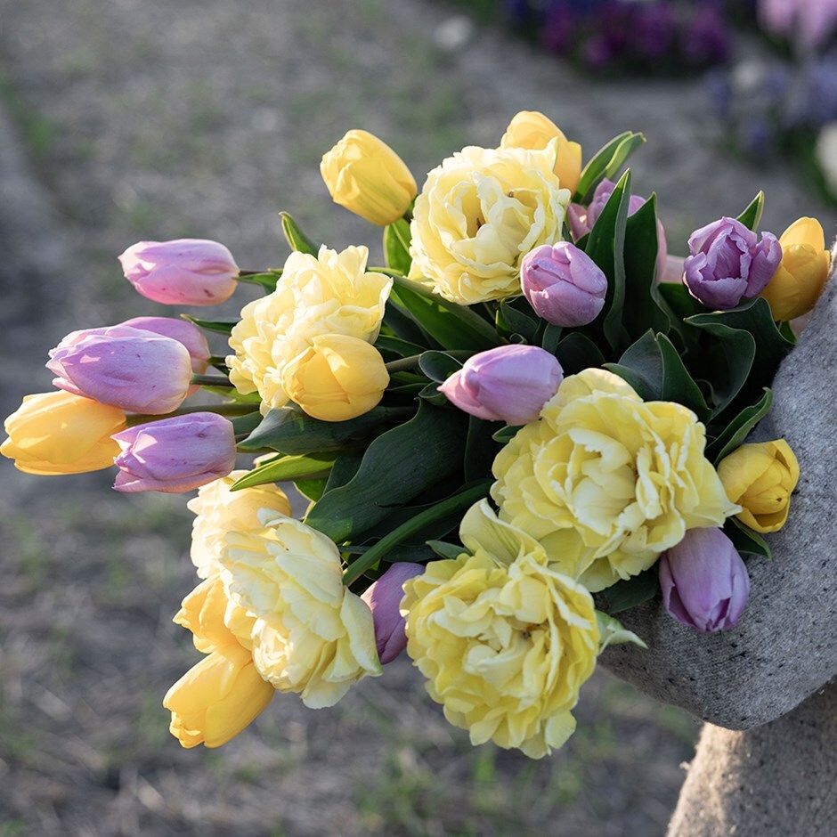 tulip collection