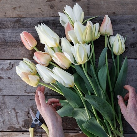 Pale pastels tulip collection