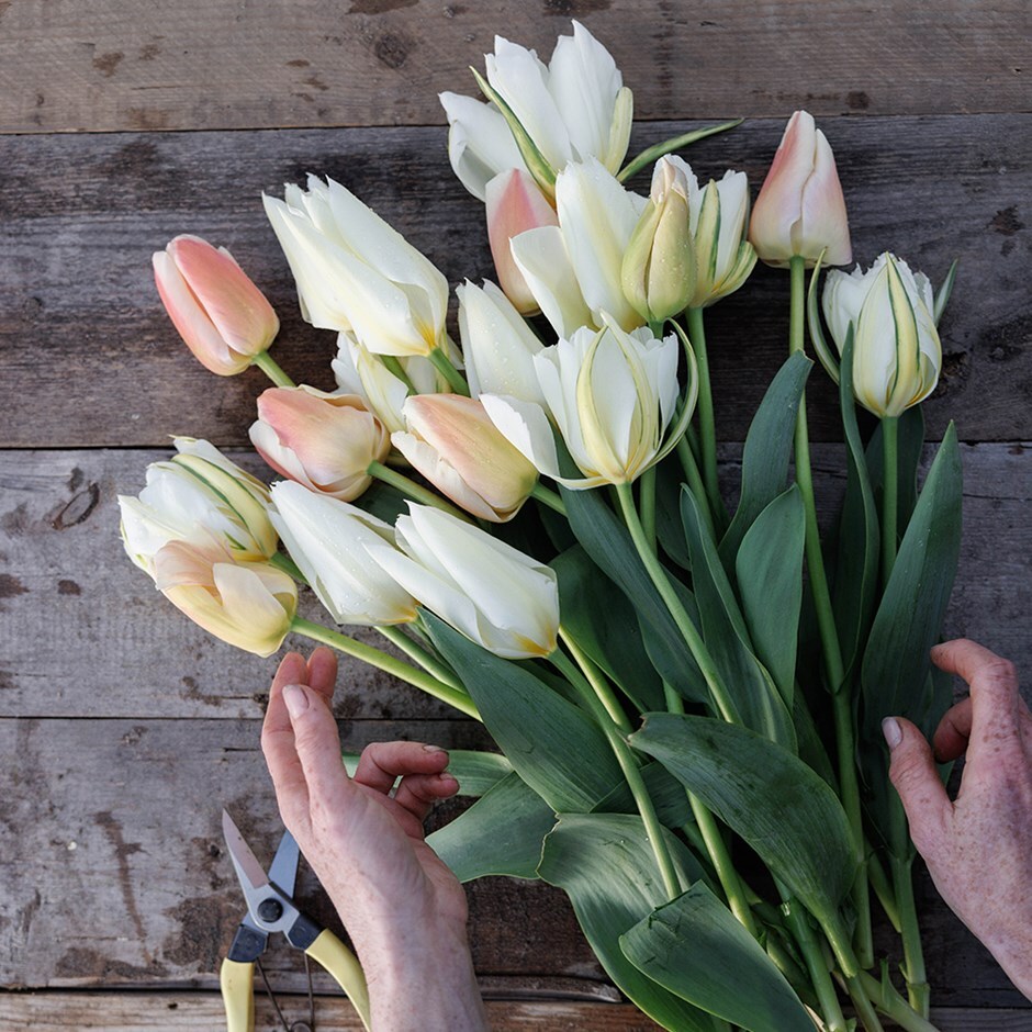 tulip collection