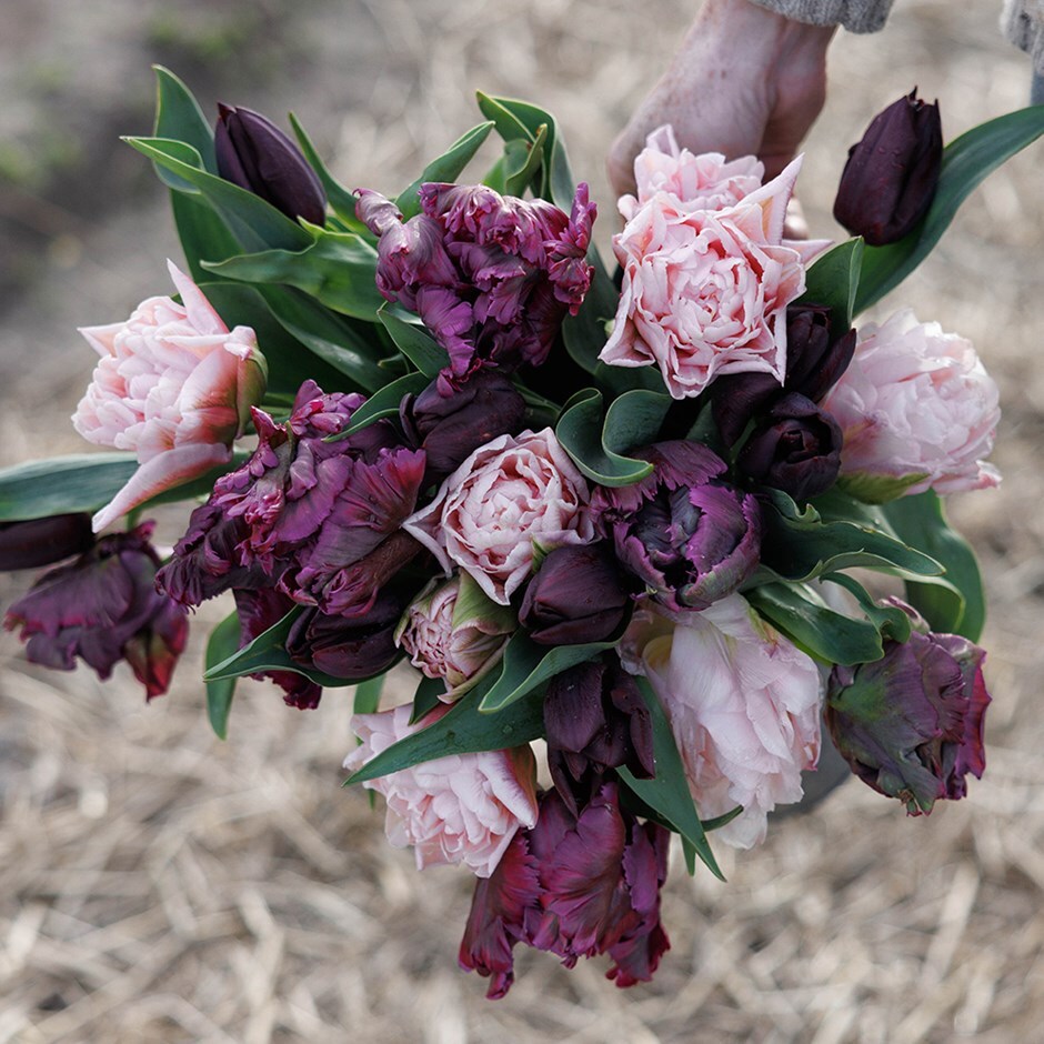 tulip collection
