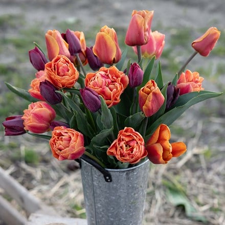 Red and orange tulip collection