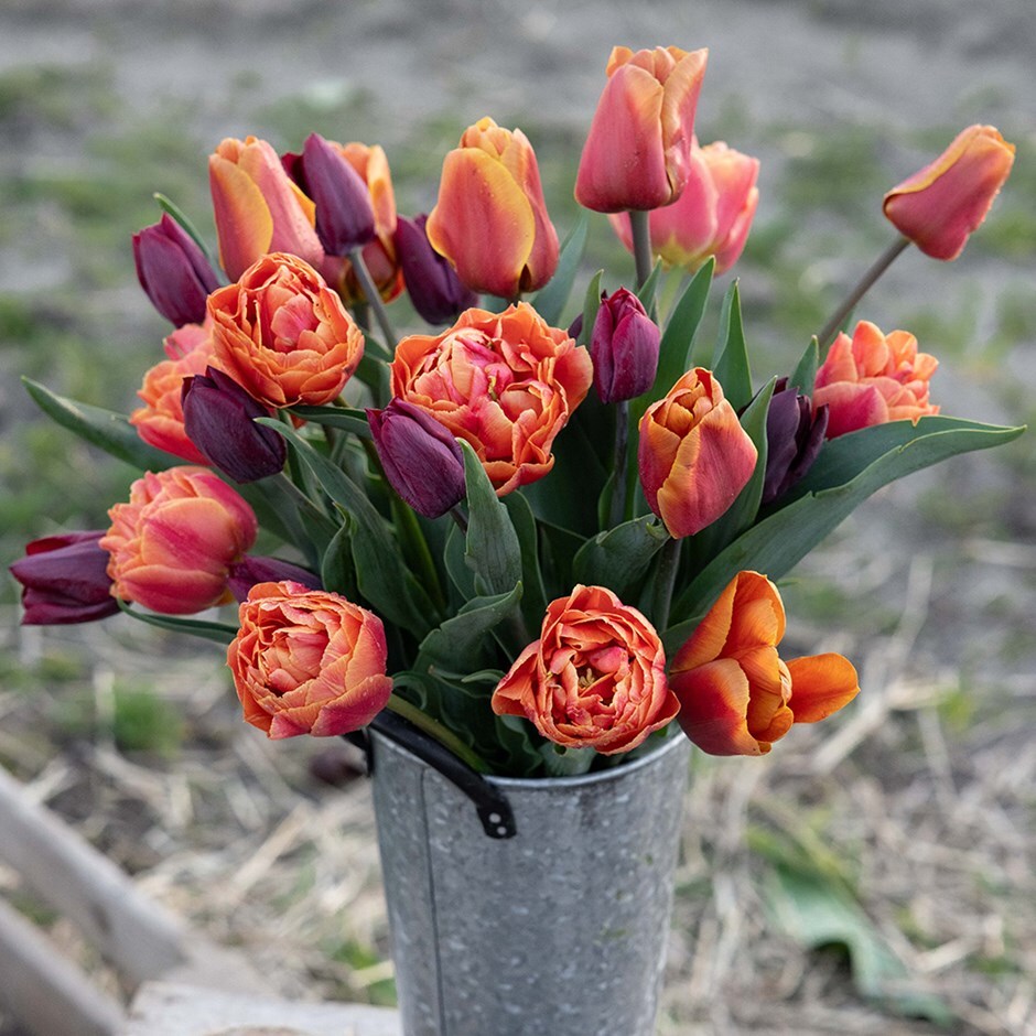 tulip collection