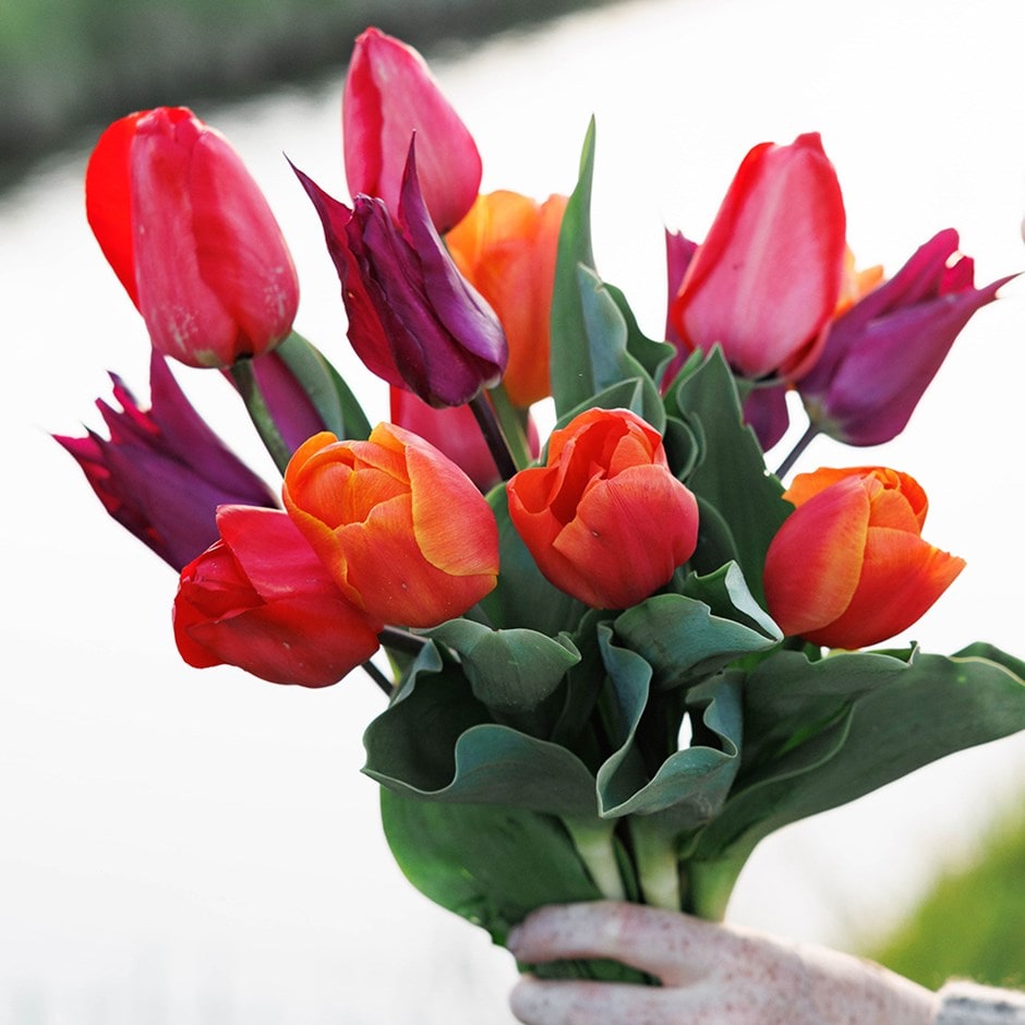 tulip collection
